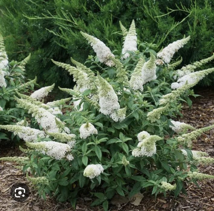 Буддлея Давида