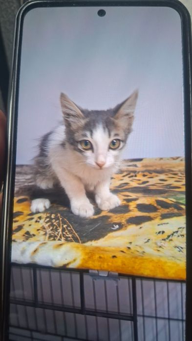 Котята 2 месяца ..