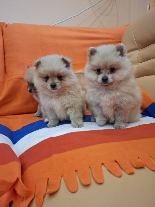 Померан померанчета Гр. София