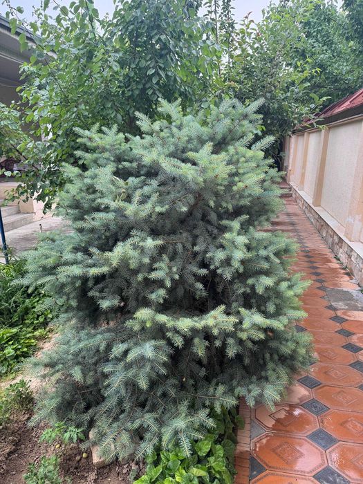 Продаются голубой ель