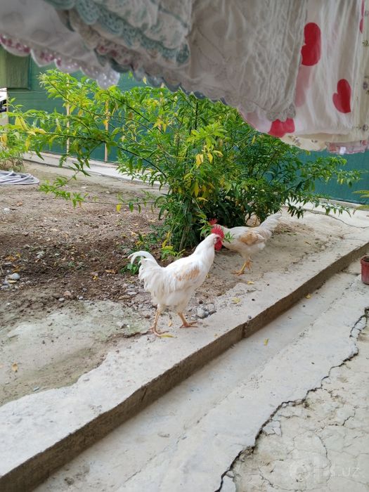 Xoroz sotiladi uyda boqilgan