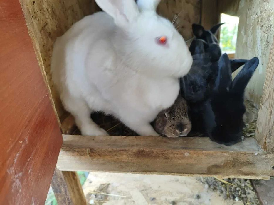 продам кролят  разных