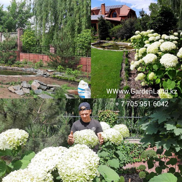 Гортензия оптом и розница саженцы Стронг Аннабель