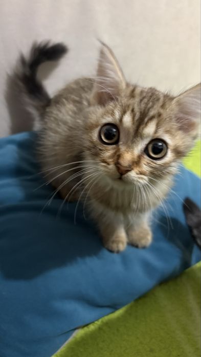 Отдам кошечку 3 месяца