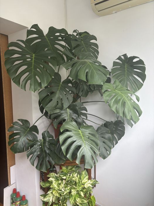 Monstera deliciosa (filodendron) 125cm inaltime