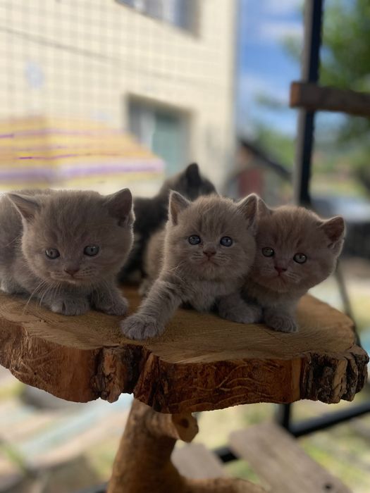 Британски късокосмести котета
