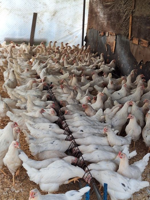 Молодняк Коррал Ник