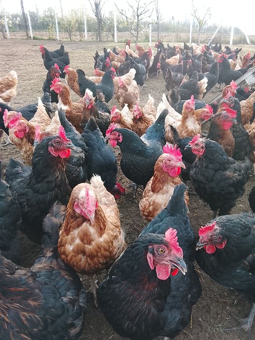Găini de vânzare Negru de Moravia  și Lohman Brown