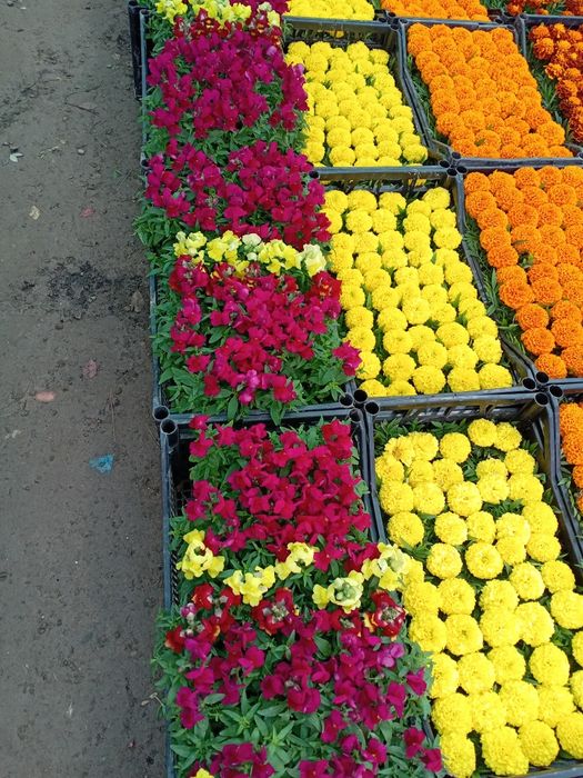 Yer haydash va chopish.  24/7