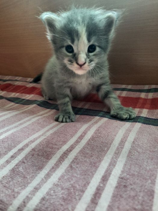 Котята  мейн-кун