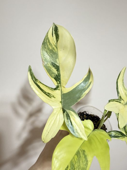 Филодендрон Маска вариегатная