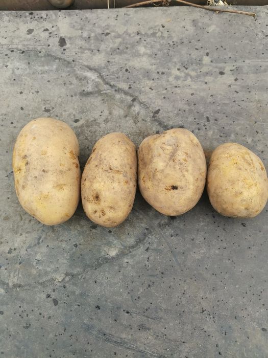 Картошка домашняя