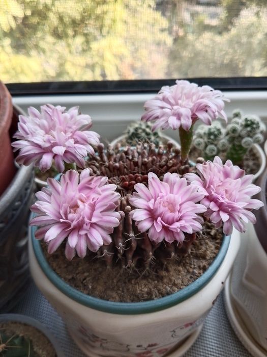 Коллекционный кактус