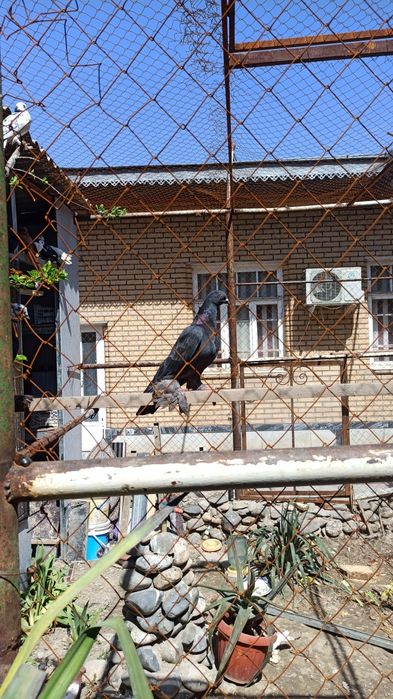 Кабутар ГОЛУБИ , кафтар , куш