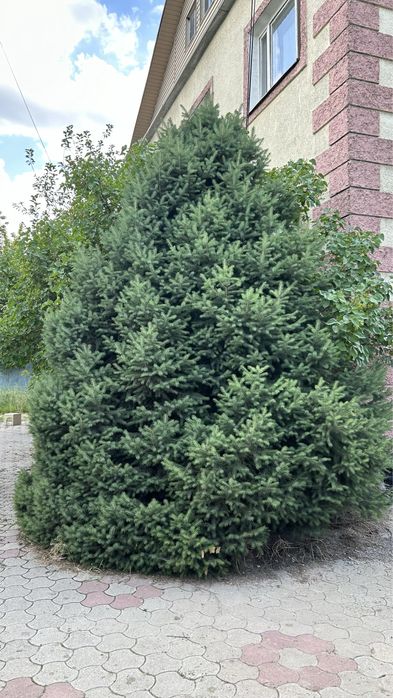 Продается живая Ель (2,5-3м)