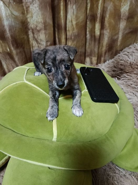 Отдаю щеняток в добрые руки