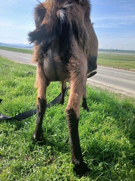 Se vinde capră cu doi pui alpin francez