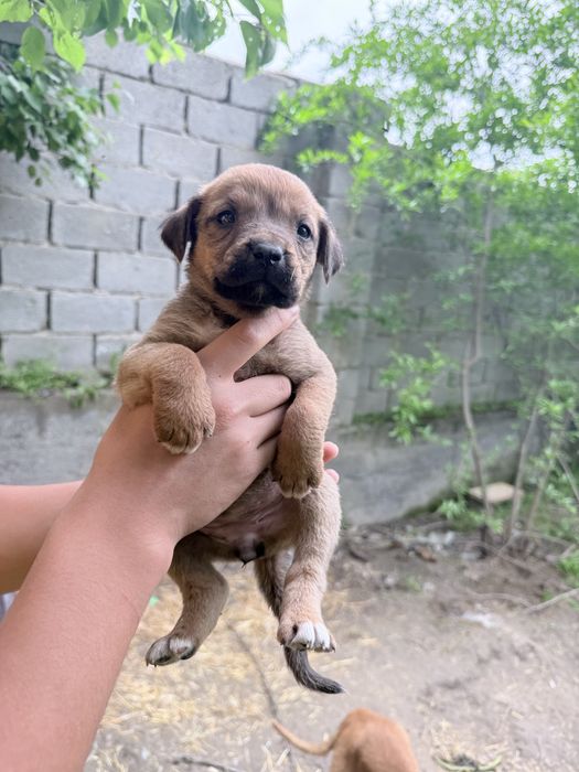 Pitbul  bolalar sotiladi