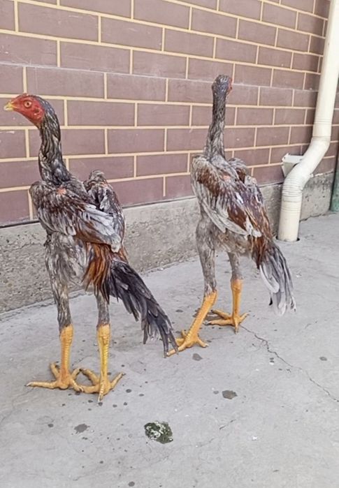 Shamo dakan jo'jalari va tuxumlari sotiladi.