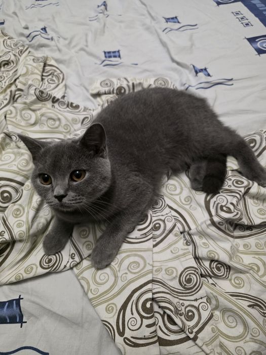 Отдам кошку британца