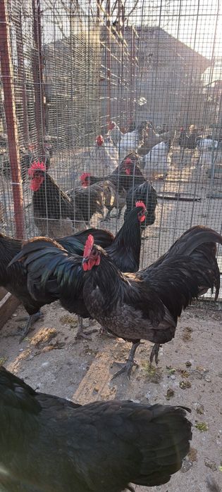 Ouă incubat rasele Australorp, Brahma, Isa Brown