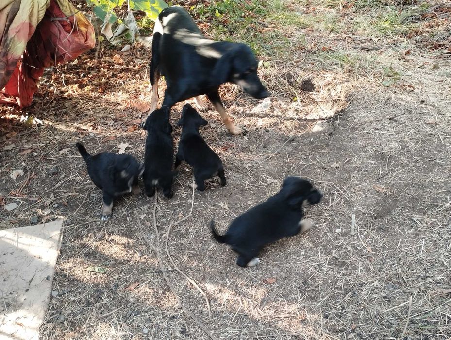 Подаряват се кученца