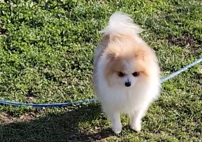 Мъжки миниатюрен померан с всички ваксини