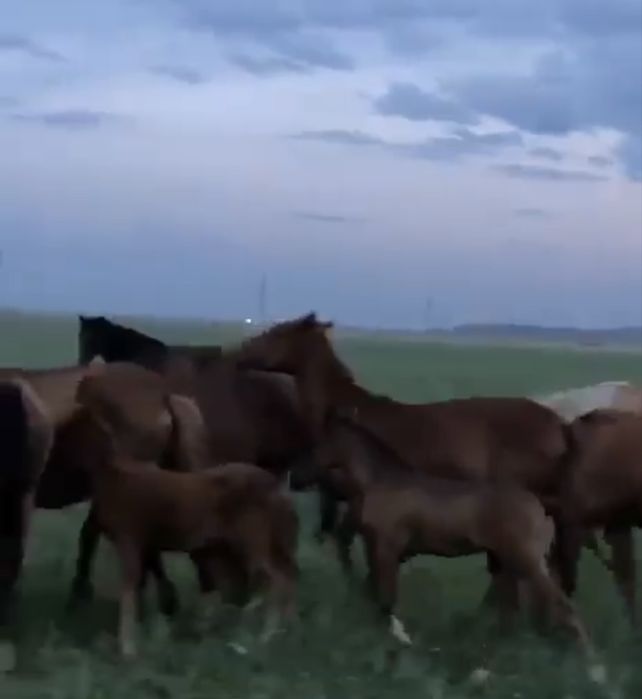 Продам охотничье хозяйство