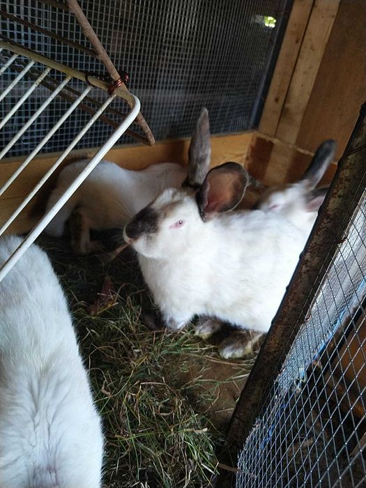 Iepuri de vanzare in Orastie -Beriu