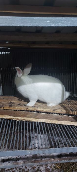 Продам кроликов .