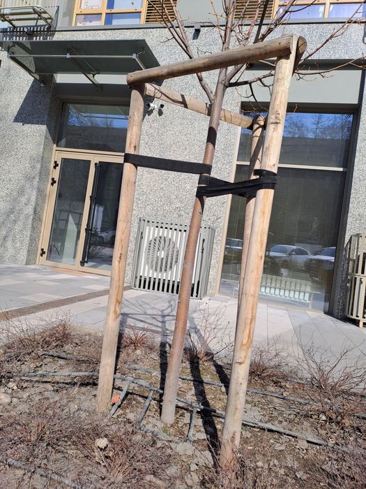 Берёзовые колышки для саженцев