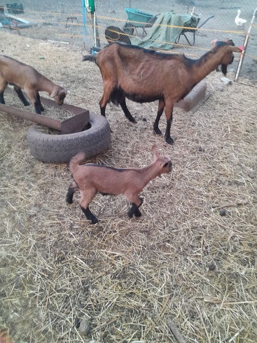 Vând iedita si tap alpin francez