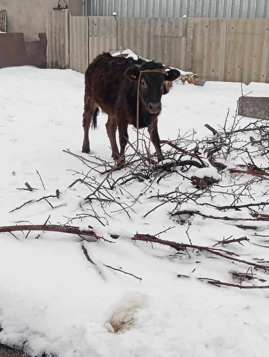Продам тёлочку стоит на откорме