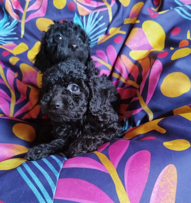 Mini poodle/Мини пудел