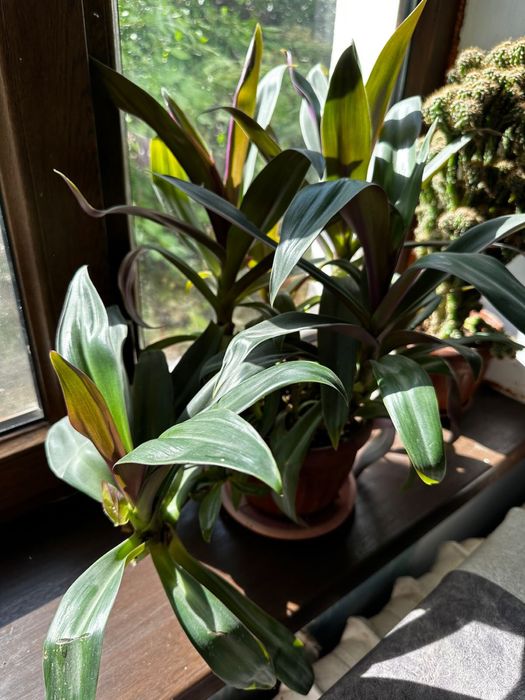 Цветы в горшке