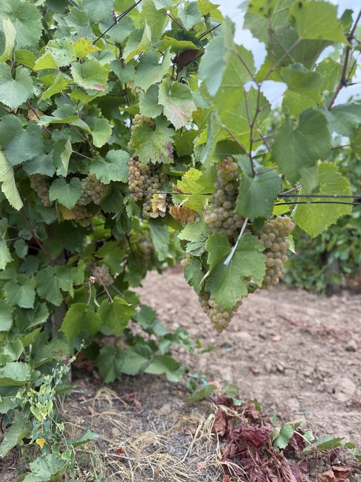 Vand struguri de vin 2026