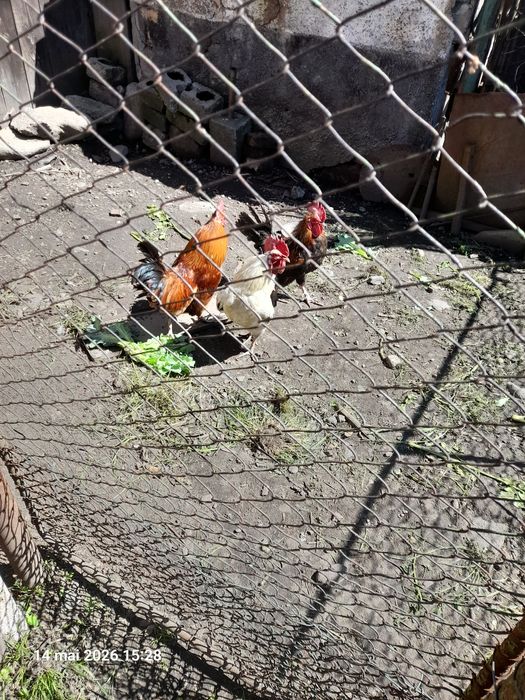 Vând cocoși de un an