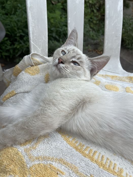 Отдам бесплатно котят