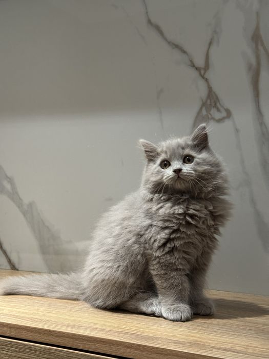 Скоттиш фолд котята