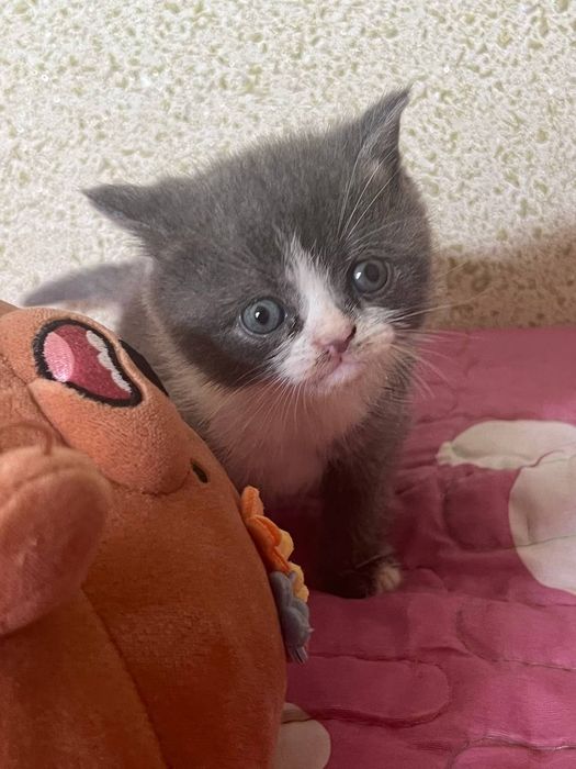 Котёнок Мальчик Породистый