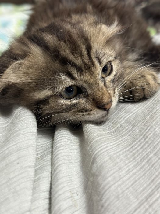 Отдам котят в добрые любящие руки