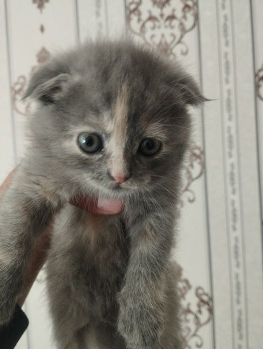 Шотландские вислоушки