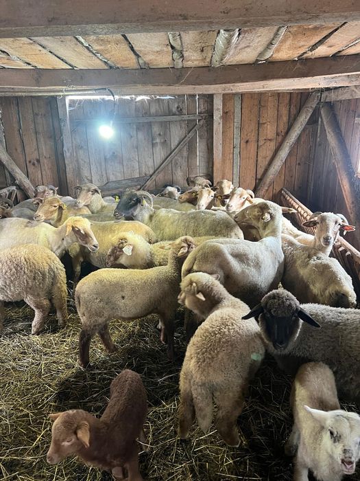 De vânzare 12 oi tinere cu miei