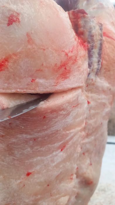 Семіз байталдар сатылады