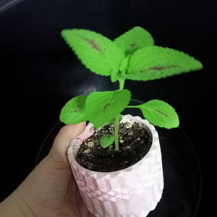 Продам Колеус в красивом горшочке