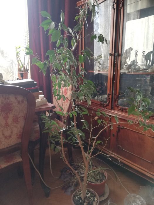 Комнатные цветы продам