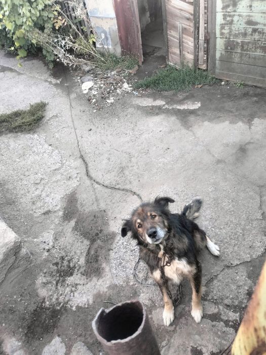 Отдадим собачку.