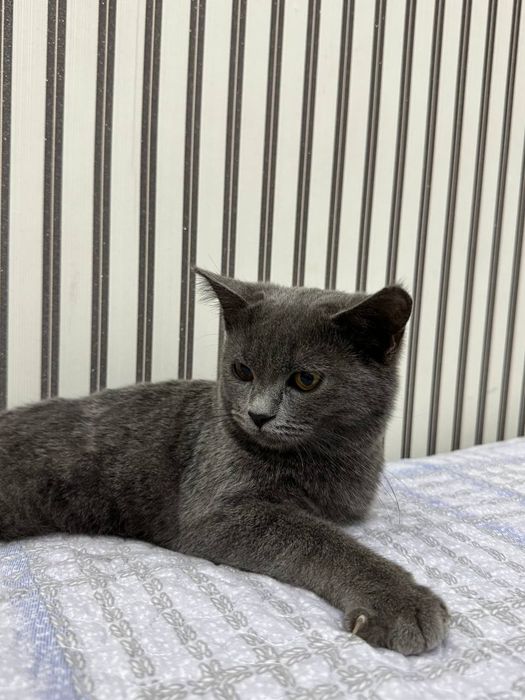 Britan strayt sotiladi