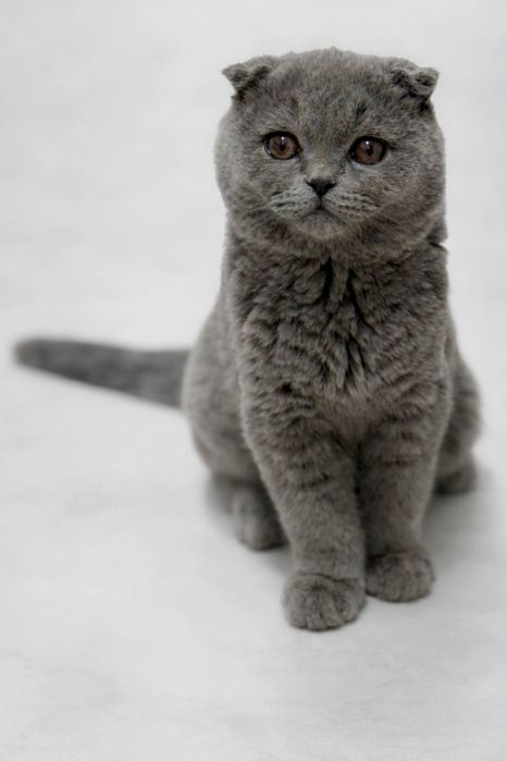 Продается котенок скотиш фолд  девочка , 3,5 месяца