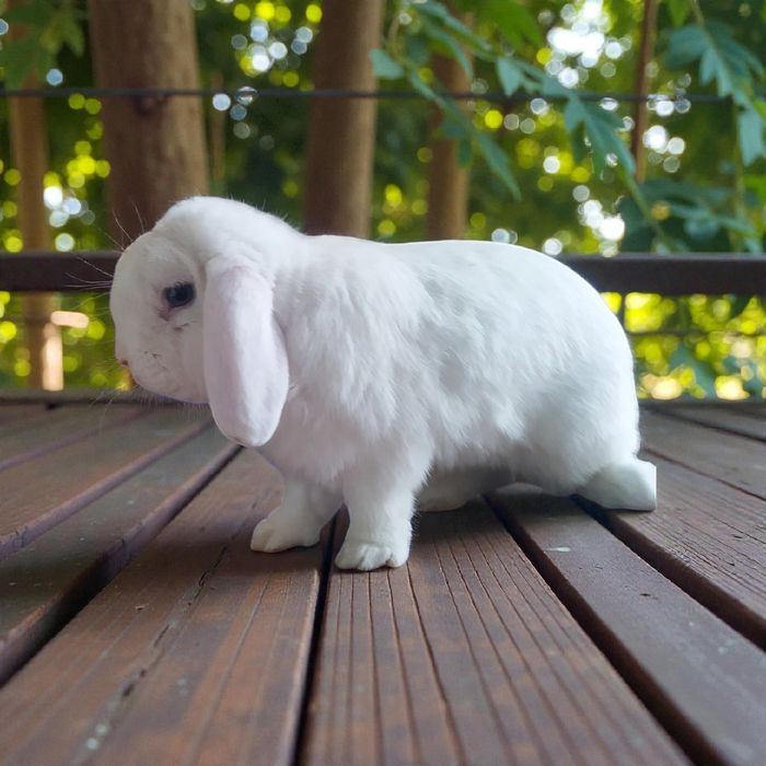 Karlik baran almaz glaz sames sotiladi